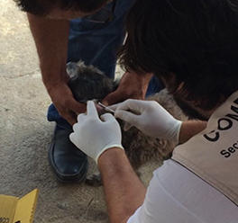 Capitólio Realiza Campanha de Vacinação Canina